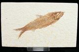Knightia Fossil Fish - Wyoming #10922-1